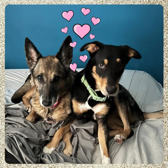 PawshBark! Other - Sweet Sisters 🐕🐕💖